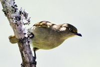 Andropadus importunus